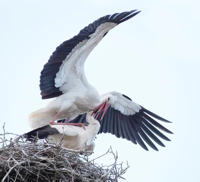 МЕСТА ЗИМОВКИ БОЛЬШОЙ БЕЛОЙ ЦАПЛИ, ГНЕЗДЯЩЕЙСЯ В БЕЛАРУСИ | BirdWatch.by