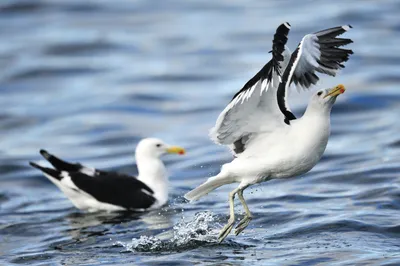 Две белые птицы на водоеме · Бесплатные стоковые фото