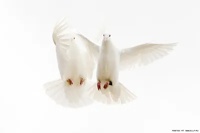 Белые птицы в голубом небе стоковое фото. изображение насчитывающей природа  - 105510904