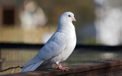 Фиалка ЕЛ-Белые птицы