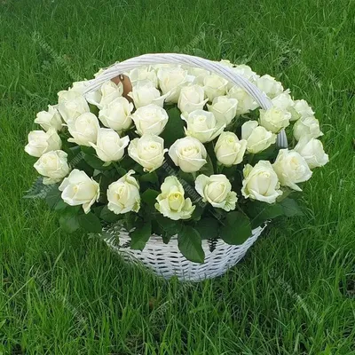 Ритуальная корзина из живых цветов 40 белых роз от 8 600 руб - купить по  выгодной цене в Москве