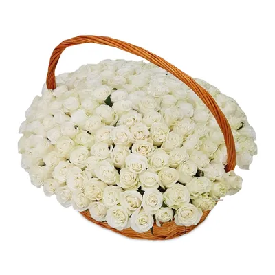 Букет из 51 белой розы в корзине с зеленью купить в Барнауле с бесплатной  доставкой | Розы недорого оптом розница