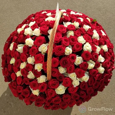 Большая корзина красных и белых роз за 37750 ₽ с доставкой по Москве