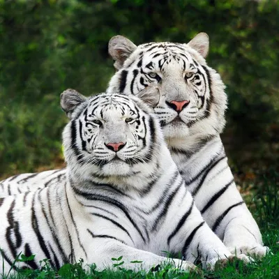 Почему тигры иногда рождаются с белым мехом? — Музей фактов