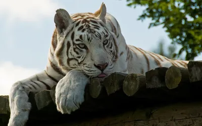 Белые тигры возле дерева» — создано в Шедевруме