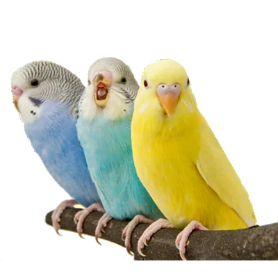 Кого выбрать: волнистый попугай, корелла или жако - Птицы обзор на Gomeovet