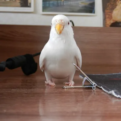Белый попугай | Пикабу