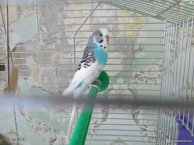 Волнистый попугай белый с голубым - картинки и фото poknok.art