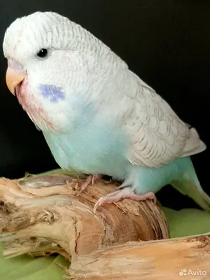Синий волнистый попугайчик на белом фоне budgerigars птица или волнистый  попугай | Премиум Фото