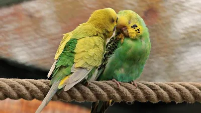 Волнистый попугай зеленый — 70+ фото - Parrotologia.com