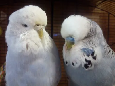 Белые пятна на лапках попугая - Форумы о попугаях