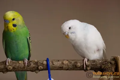 Подскажите пожалуйста.мои белый попугай самка или самец? - Форумы о попугаях