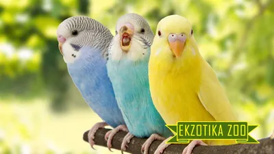 Синие и желтые попугаи стоят вместе Желтые волнистые попугаи чирикают,  Stock Footage Включая: животное и задний план - Envato Elements
