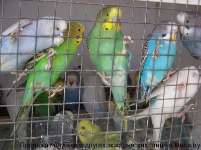 Волнистые попугаи | Parrot, Bird