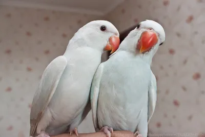 белые волдыри-наросты на лапках волнистого попугая - Форумы о попугаях