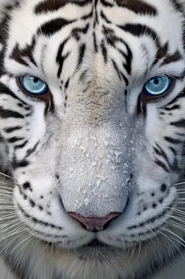 В Новосибирском зоопарке родились 25 тигрят | 29.07.2020 | Омск - БезФормата