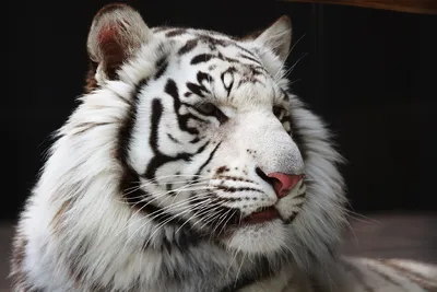 Показан белый тигр с голубыми глазами. | Премиум Фото