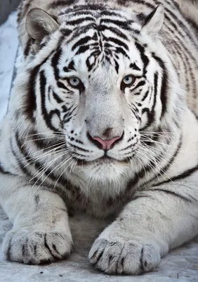 Амурский тигр белый - 70 фото