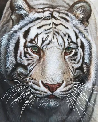 белый сибирский тигр иллюстрация штока. иллюстрации насчитывающей бело -  272318698