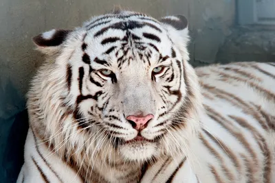 Белый амурский тигр фото фото