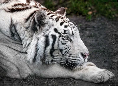 Белый амурский тигр на фоне …» — создано в Шедевруме