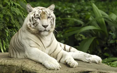 Изображение Белый тигр на снегу Кошки - Львы Тигры Леопарды