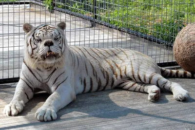 Белые тигры | TrueBiology
