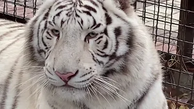 Папертоль «Белый тигр»