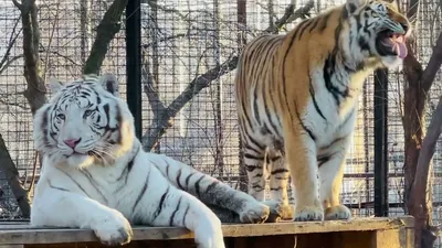 Белые тигры отказались размножаться в Сибири - KP.RU