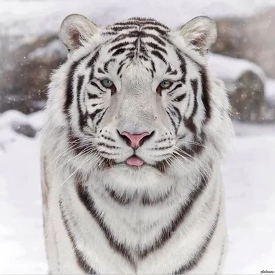 Красавец-белый амурский тигр! | Пикабу