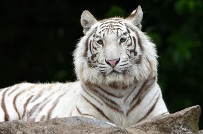 Тигр белый (47 лучших фото)
