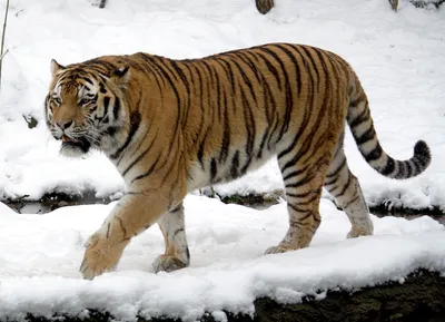 Белый амурский тигр XL