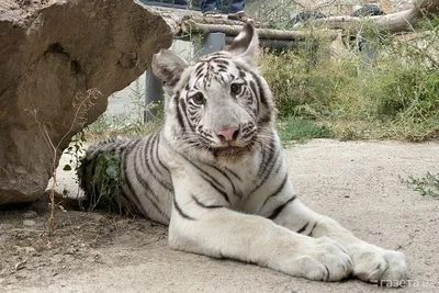 Белый тигр в лесу обои | Премиум Фото