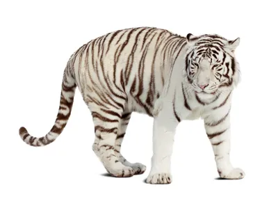 Величественный белоснежный амурский тигр с картинками generative ai |  Премиум Фото