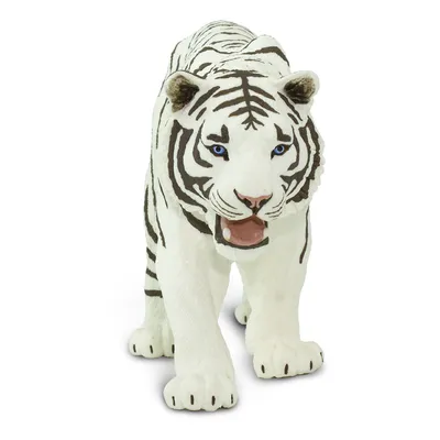 ✓ Белый тигр бенгальский: красивые фото, интересное видео