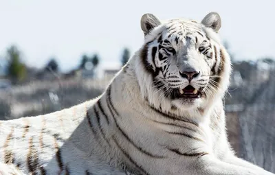 В барнаульском зоопарке показали, как белый тигр играет с колесом - Толк  21.01.2023