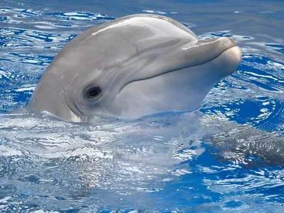 Белый дельфин фото фото