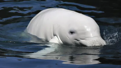 Белый дельфин в бассейне стоковое фото. изображение насчитывающей одно -  111419398
