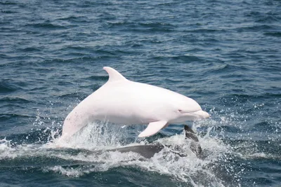 Белый дельфин в бассейне стоковое фото. изображение насчитывающей мило -  106327174
