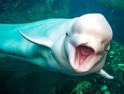 Белый дельфин в бассейне стоковое изображение. изображение насчитывающей  млекопитающее - 111419143