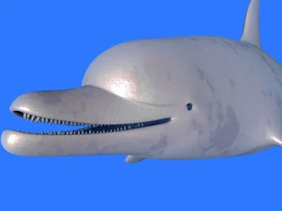 Белый дельфин - 73 фото