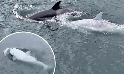 Белый дельфин (55 лучших фото)