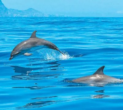 Рыба дельфин прыгает по черной линии PNG , дельфин клипарт черно белый,  дельфин, Рыба PNG картинки и пнг PSD рисунок для бесплатной загрузки