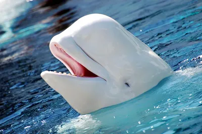 У побережья Судака появился белый дельфин | Пикабу