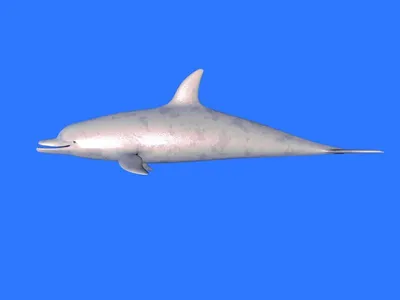 У берегов Южной Калифорнии был замечен белый дельфин - Новини Планети