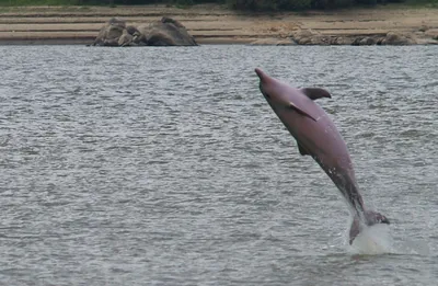 Симбиоз белый дельфин + долматинец …» — создано в Шедевруме