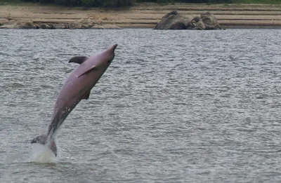 Розовый Дельфин Китайский Белый Дельфин Таиланд — стоковые фотографии и  другие картинки Humpback Dolphin - Humpback Dolphin, Indo-Pacific Ocean,  Горбатый кит - iStock