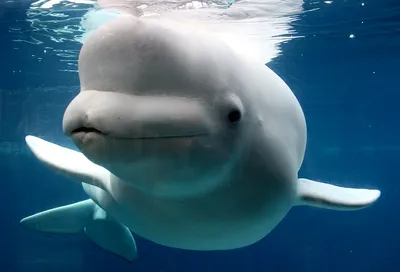 Белый дельфин - картинки и фото poknok.art