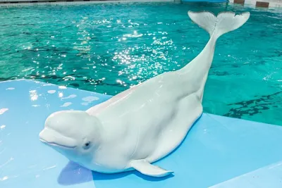 Розовый Дельфин Китайский Белый Дельфин Таиланд — стоковые фотографии и  другие картинки Дельфин - Дельфин, Розовый, Humpback Dolphin - iStock