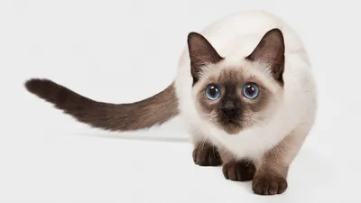 Белый кот с голубыми глазами фото фото